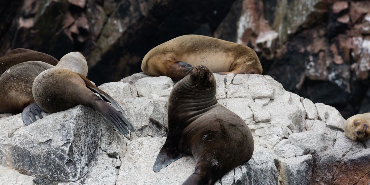 Ballestas Island